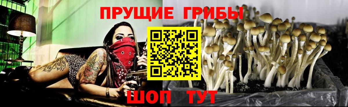 Галлюциногенные грибы MAGIC MUSHROOMS  Вход с VPN  Красногорск 